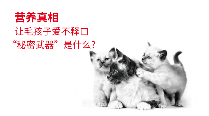 毛孩子爱不释口的秘密