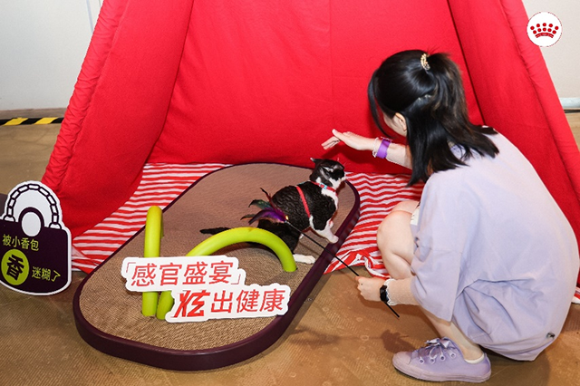 现场嘉宾深入宠物的感官世界