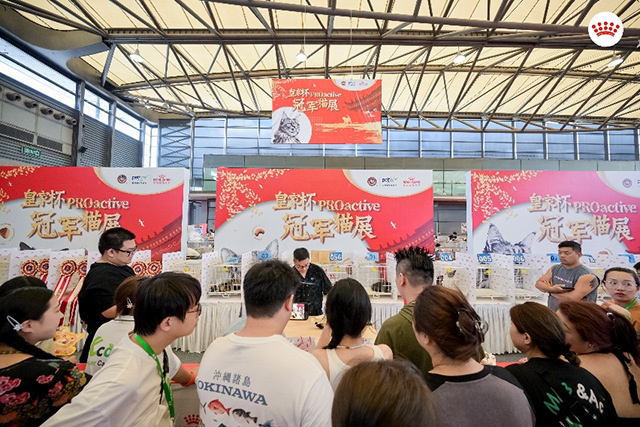 皇家杯PROactive冠军猫赛现场