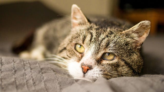 爱猫变老的迹象