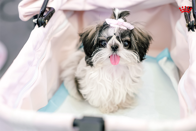 为进一步保障宠物健康发展的“源头活水”，皇家在“繁育先行者幼宠专区”分别打造“汪汪屋乐园”和“猫猫屋乐园”。皇家联合PROactive繁育先行者认证的超35家优质犬猫舍，带来超25个品种、350多只幼猫幼犬组成“萌”宠阵容。同时也在现场开展品种及养护课堂，推动科学繁育理念落地。通过持续支持优秀繁育人群体与繁育体系建设，皇家不断夯实互惠行业生态基础，为繁育行业的专业化发展与长期可持续性注入动力。