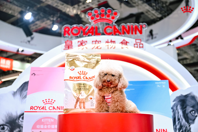 “阿皇帮你拍大片”吸引众多观众