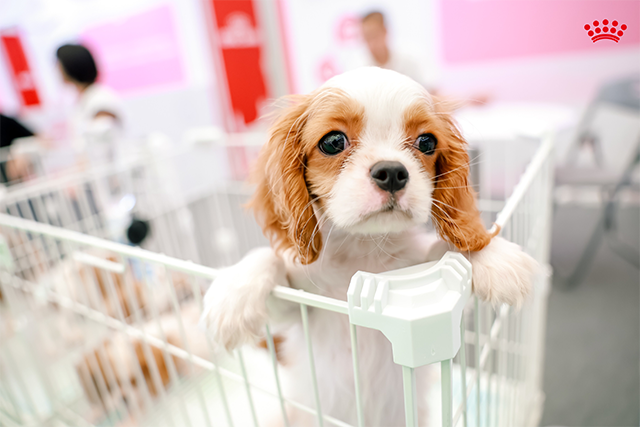 为进一步保障宠物健康发展的“源头活水”，皇家在“繁育先行者幼宠专区”分别打造“汪汪屋乐园”和“猫猫屋乐园”。皇家联合PROactive繁育先行者认证的超35家优质犬猫舍，带来超25个品种、350多只幼猫幼犬组成“萌”宠阵容。同时也在现场开展品种及养护课堂，推动科学繁育理念落地。通过持续支持优秀繁育人群体与繁育体系建设，皇家不断夯实互惠行业生态基础，为繁育行业的专业化发展与长期可持续性注入动力。