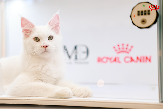 为进一步保障宠物健康发展的“源头活水”，皇家在“繁育先行者幼宠专区”分别打造“汪汪屋乐园”和“猫猫屋乐园”。皇家联合PROactive繁育先行者认证的超35家优质犬猫舍，带来超25个品种、350多只幼猫幼犬组成“萌”宠阵容。同时也在现场开展品种及养护课堂，推动科学繁育理念落地。通过持续支持优秀繁育人群体与繁育体系建设，皇家不断夯实互惠行业生态基础，为繁育行业的专业化发展与长期可持续性注入动力。