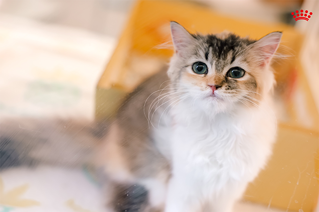 为进一步保障宠物健康发展的“源头活水”，皇家在“繁育先行者幼宠专区”分别打造“汪汪屋乐园”和“猫猫屋乐园”。皇家联合PROactive繁育先行者认证的超35家优质犬猫舍，带来超25个品种、350多只幼猫幼犬组成“萌”宠阵容。同时也在现场开展品种及养护课堂，推动科学繁育理念落地。通过持续支持优秀繁育人群体与繁育体系建设，皇家不断夯实互惠行业生态基础，为繁育行业的专业化发展与长期可持续性注入动力。