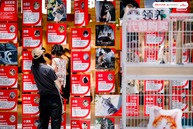 参与者可通过“校园喵故事站”了解校园流浪猫救助故事