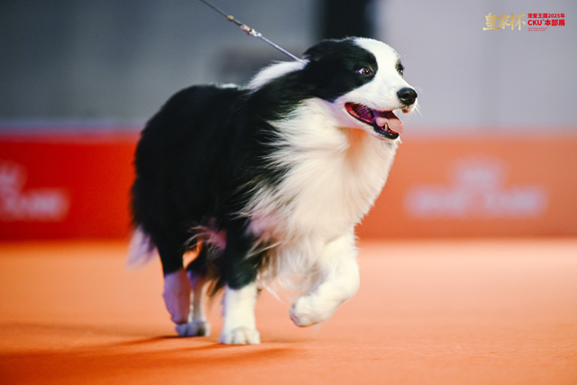 8只冠军犬脱颖而出，荣膺本届“皇家之星”称号并获得特别加冕