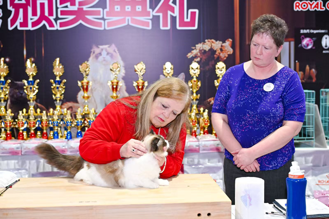 两位来自美国ACFA爱猫协会的全品种评审——Leighann Blackmore女士（左）与Amy Nicole Hanson女士（右）