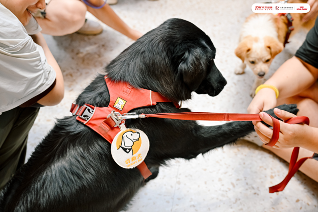 首都爱护动物协会带来疗愈犬互动和流浪动物领养活动