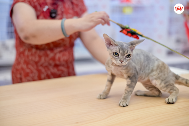 皇家杯PROactive冠军猫展现场