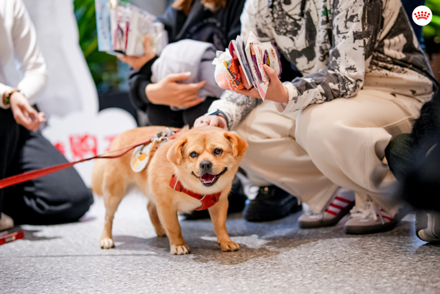 疗愈犬亮相“毛绒绒握爪计划”，帮助同事舒缓职场压力