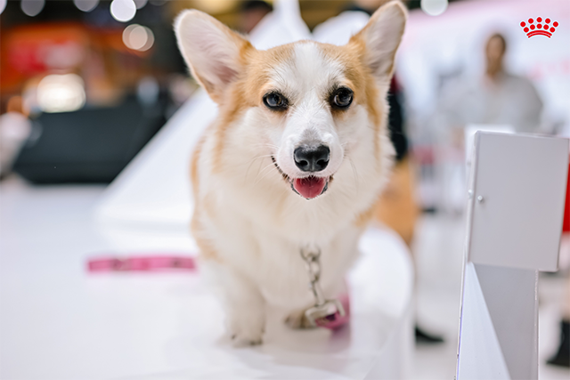 皇家于亚宠展现场发布柯基犬专用品种粮