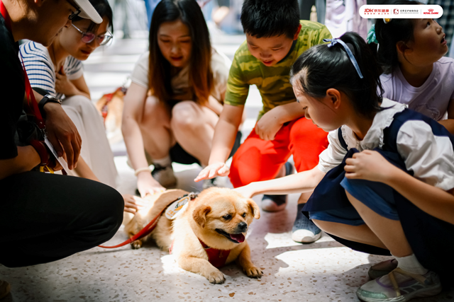 首都爱护动物协会带来疗愈犬互动和流浪动物领养活动