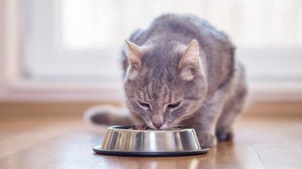 如何帮助猫咪增重