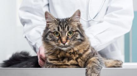 猫咪的标准体重应是多少？