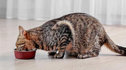 爱猫的饮食如何为消化带来帮助