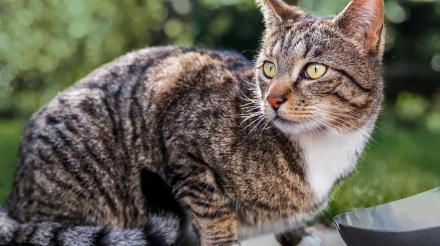 猫咪常见的消化问题