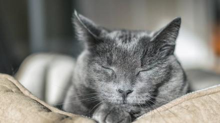 哪些食物对猫咪有毒？