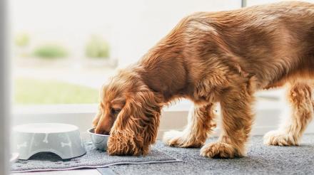 混合喂饲您的爱犬