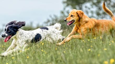 肥胖对爱犬造成的危害