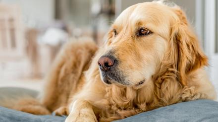 我的狗是否超重？