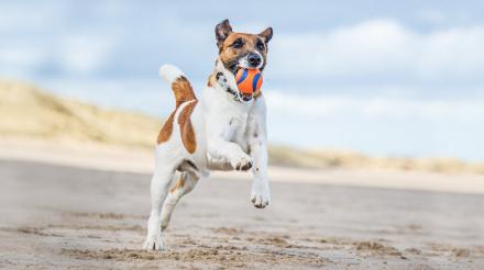 如何协助幼犬减肥