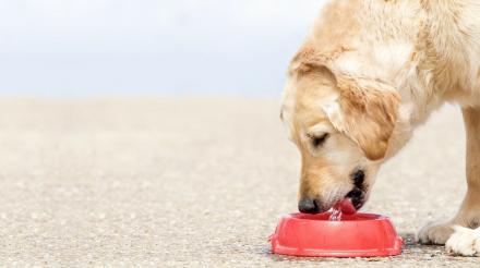 您爱犬的膳食和他们的消化健康