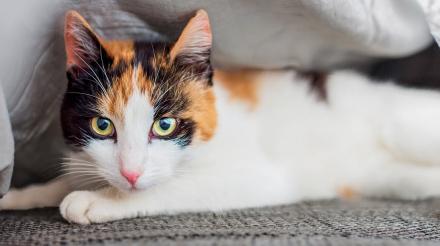 如何辨认猫处于压力之中