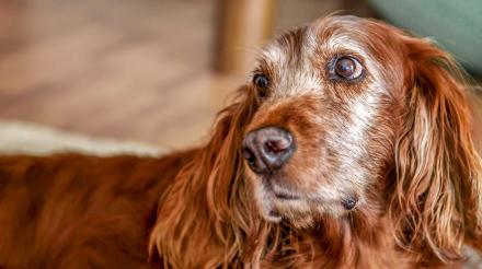 爱犬对营养的需求如何随着年龄变化