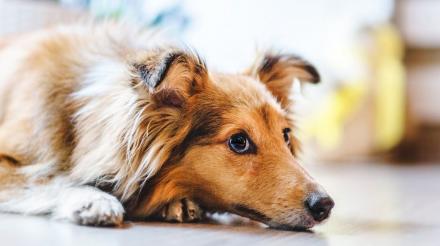 10种不可给狗狗吃的有毒食物