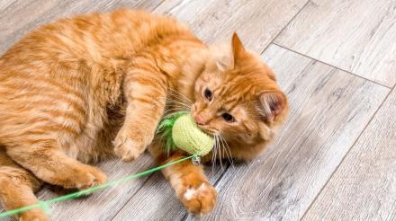 让猫咪保持健康体重