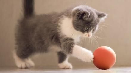 如何维持幼猫的体重