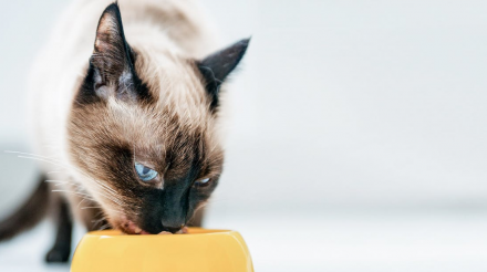 什么因素令爱猫拥有健康的消化系统?