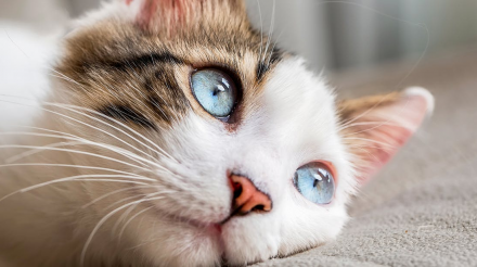 预防猫咪胃部不适