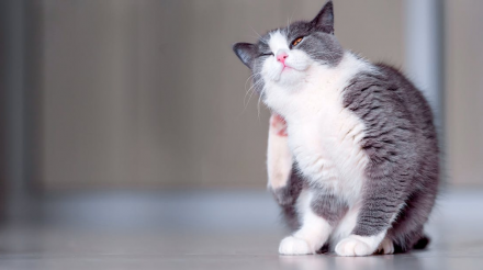 为什么我的猫咪皮肤发痒？