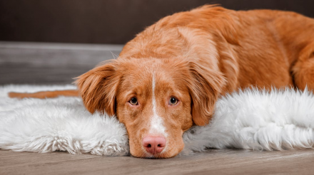 狗狗是不是便秘了？