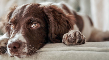 狗狗的膀胱问题