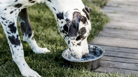 如何治疗狗的泌尿问题