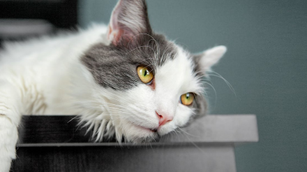 猫传染性腹膜炎