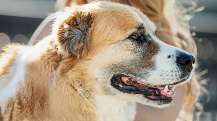 爱犬终老护理服务