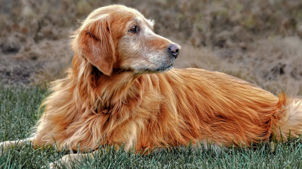 爱犬变老的迹象