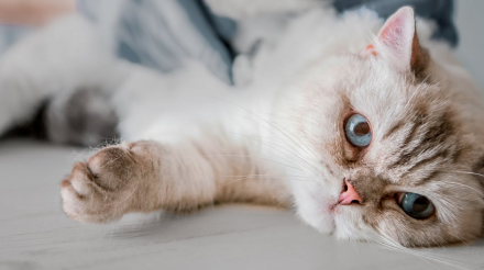 何时要为母猫绝育？