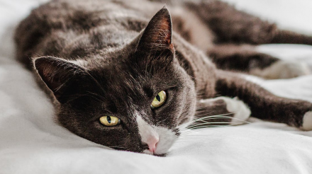 猫咪出现消化问题的症状