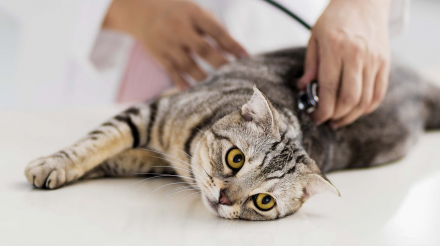 公貓是否應該絕育？