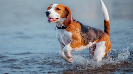让狗狗在夏天保持凉爽