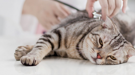 猫体内的寄生虫