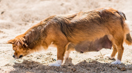 喂饲怀孕犬的食物种类和方式
