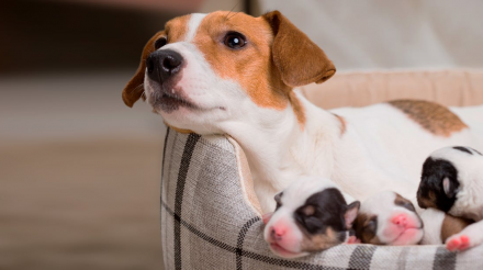 你的爱犬：在家分娩及后续 48 小时的照顾