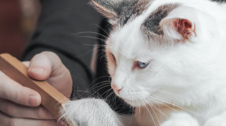 为什么猫咪在掉毛？