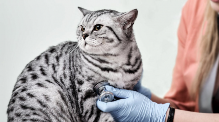 超重和肥胖猫咪的健康风险